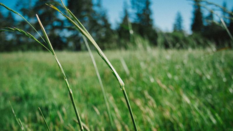 Custom Windowed Cookie Boxes Wholesale for Boutiques